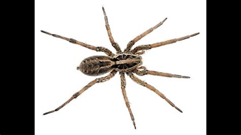After half hour latter my boss trapped the spider and gave it to one of the crew chiefs to keep as a pet. Wolf spider wrecks cricket in half a second - YouTube