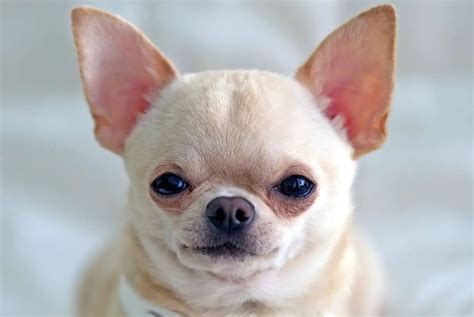 5 Humane Methods To Get Your Chihuahuas Ears Standing Up Sir Doggie