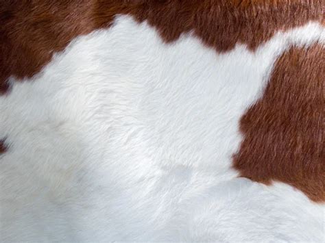 Real Cow Skin Texture — Stock Photo © Anzavru 1876453