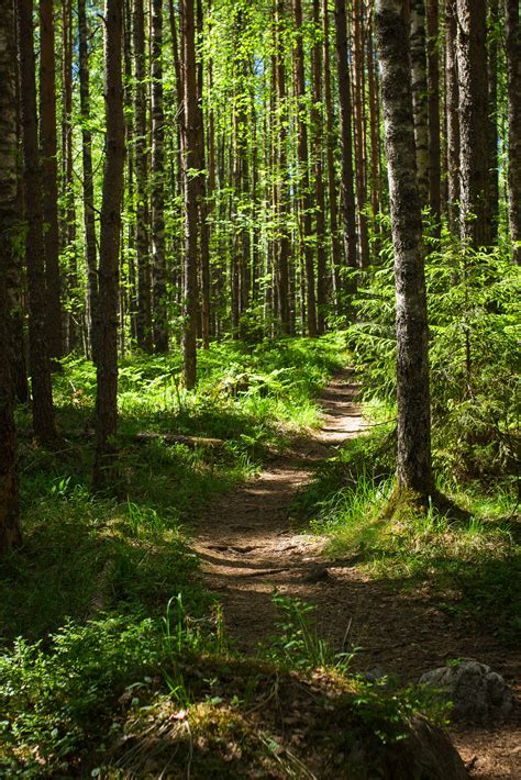 Footpath in a fabulous winter city park. Download wallpaper 3197x4795 forest, path, trees, pines ...