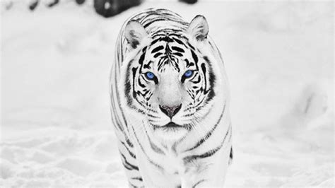 6 088 white tiger stock video clips in 4k and hd for creative projects. White Siberian Tiger Wallpapers - Wallpaper Cave