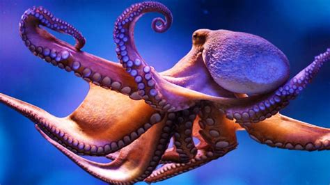 Is The Pacific Northwest Tree Octopus Endangered