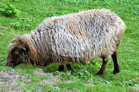 Sheep Breed Pasture Free Photo On Pixabay