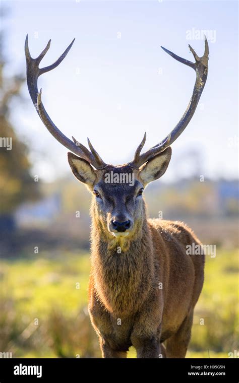 Majestic Powerful Adult Red Deer Stock Photo Alamy