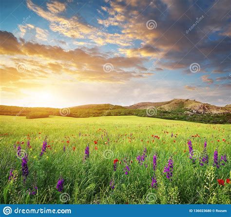 Spring Flower In Green Meadow Stock Photo Image Of Grassland Grow