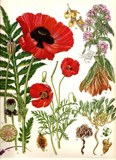 Vintage 1970 Red Poppy Color Art Print Wild Flowers Original Etsy