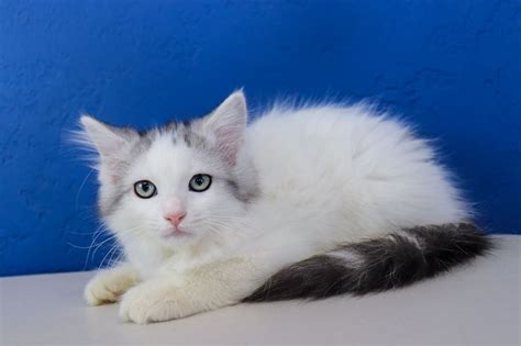 His a stunner words can't describe him, very active and sociable. Ragdoll Kittens for Sale Near Me | Buy Ragdoll Kitten ...
