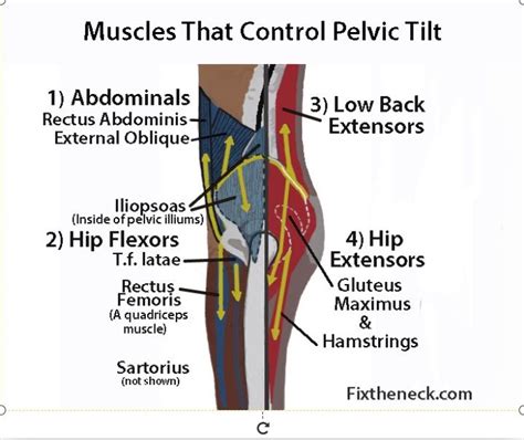 You see, all of these muscles work in a synchronized pattern. Tightness in the iliopsoas and rectus femoris (hip flexor ...