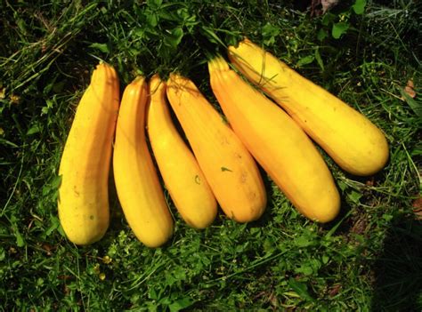 How To Grow And Care For Yellow Squash — Everydaygardenideas