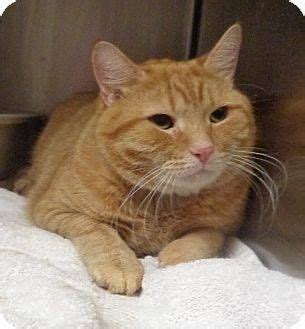 Each cat is fully vetted at our winging cat rescue rescue vet clinic including vaccinations, spay/neuter, testing for fiv & feline leukemia, worming and flea meds. Marietta GA - Can You Adopt or Foster One. - Please Share ...