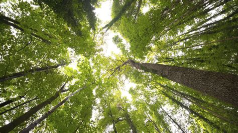 The canopy, which may be over 100 feet (30 m) above the ground, is made up of the overlapping branches and leaves of rainforest trees. Vancouver aims to improve tree canopy with cheap deals ...