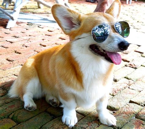 18 Of The Best Corgi Pictures