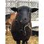Black Welsh Mountain Sheep – Saginaw Childrens Zoo