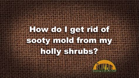 Spray late in the day so the soap remains moist for as long as possible. Q&A - How do I get rid of sooty mold? - YouTube