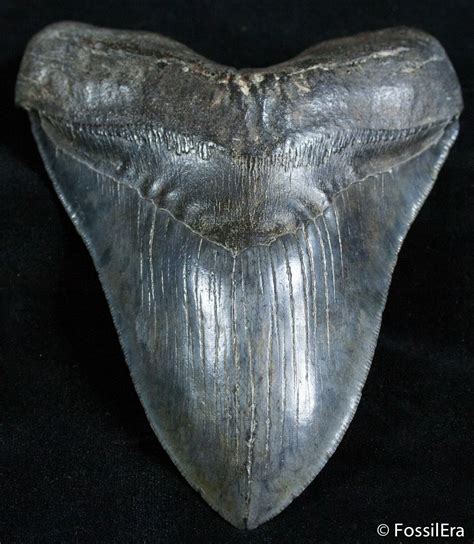 Premium 585 Inch Megalodon Tooth For Sale 2581