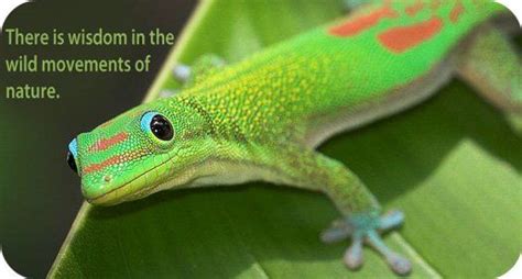 Animal Symbolism And Meaning Of Dreams With Lizards Animal Symbolism