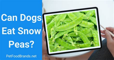 Can Dogs Eat Snow Peas Are They Nutritious
