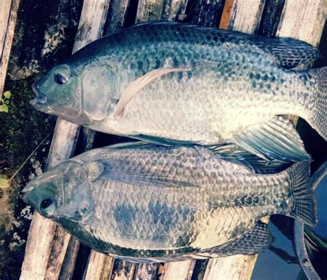 4 Makanan Ikan Nila Supaya Cepat Besar - HoBinatang