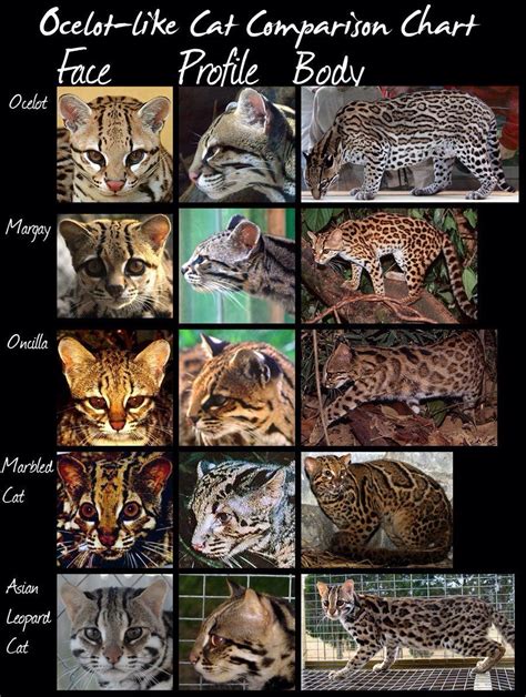 Ocelot Like Cat Comparison Chart Small Wild Cats Wild Cat Species