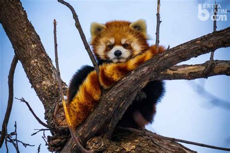 Mengenal Panda Merah Spesies Unik Yang Terancam Punah