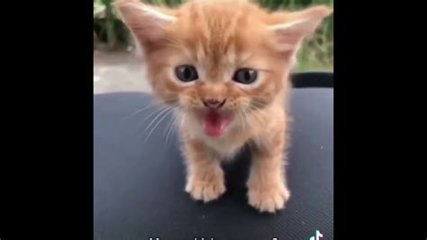 Cute Kittens 248770157 Youtube