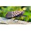 Spotted Lanternfly Spreading In New York State  Life The Finger Lakes