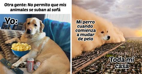 Divertidos Memes De Perritos Que Merecen Ser Compartidos