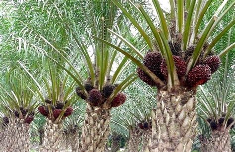 Beli uang koin kelapa sawit online berkualitas dengan harga murah terbaru 2021 di tokopedia! 5 Daerah Penghasil Kelapa Sawit di Indonesia ~ Ruana Sagita