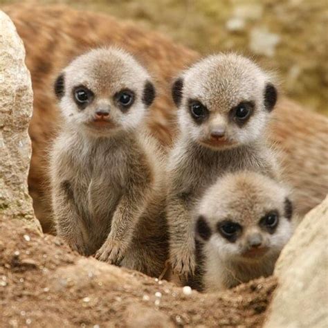 84 Best Lemurs Meerkats Prairie Dogs Images On Pinterest