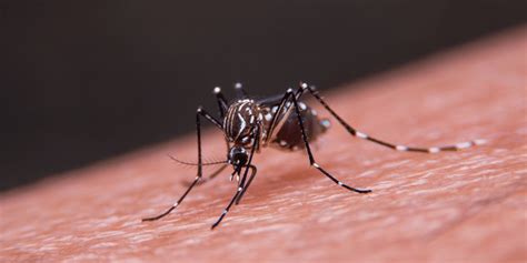 Japanese Encephalitis Infectious Disease Of The Palm Beaches