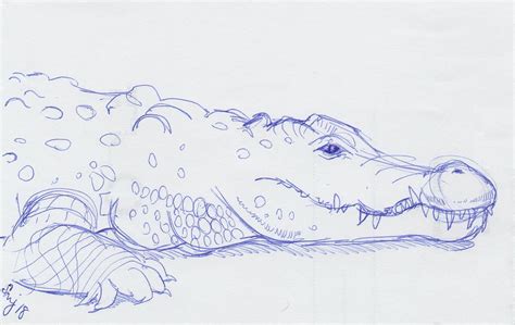 Alligator Drawing Drawing By Mike Jory