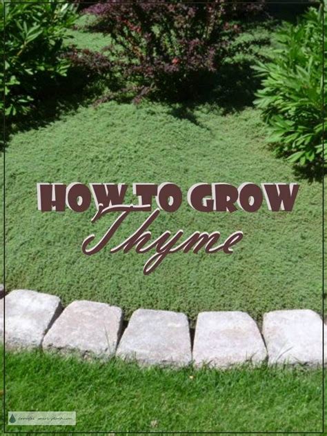 How To Grow Thyme Best Tips For Happy Healthy Thyme