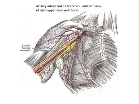 Anatomy Of The Armpit Anatomy Drawing Diagram