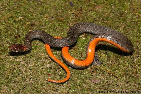 Redbelly Snake Reptiles Of Alabama · Inaturalist