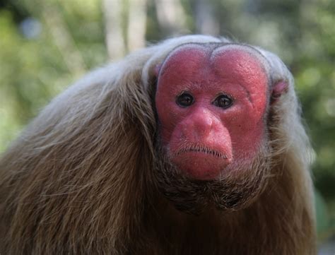 12 Really Ugly Animals We Love