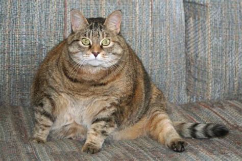 Do Tabby Cats Get Fat