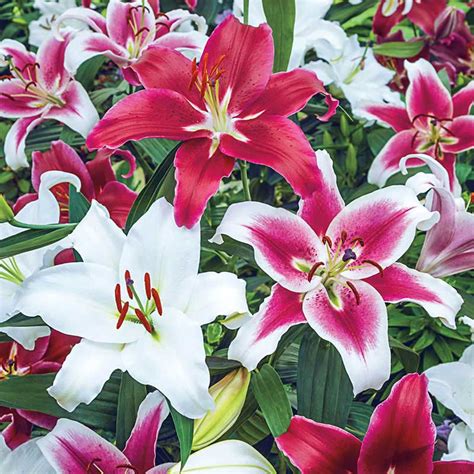 Oriental Lily Mix Lilium Orientalis Spring Hill Nurseries