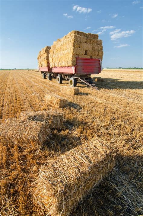 Huge Pile Of Hay On Trailer Standing On Agricultural Field Stock Photo