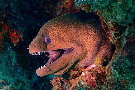 Moray Eel American Oceans