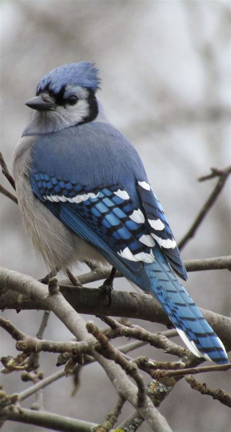 a blue and white bird sitting on top of a tree branch