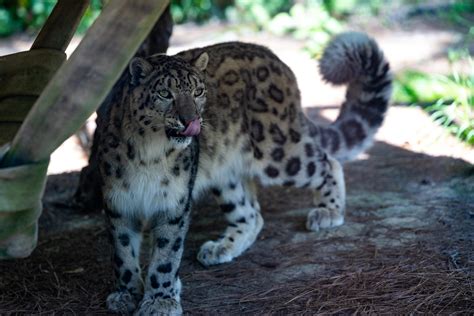 Snow Leopard Oglebay Oglebay