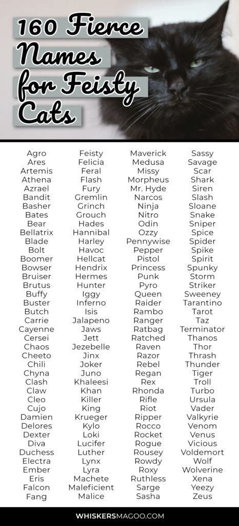 Fierce Names For Feisty Cats Whiskers Magoo