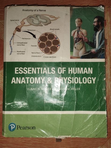Essentials Of Human Anatomy And Physiology By Elaine Marieb And Suzanne
