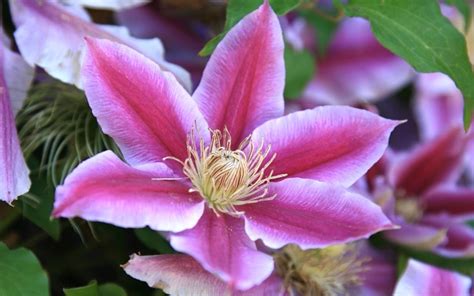 We did not find results for: Buy Dr Ruppel Clematis - 1 Gallon - Trellis - Clematis ...