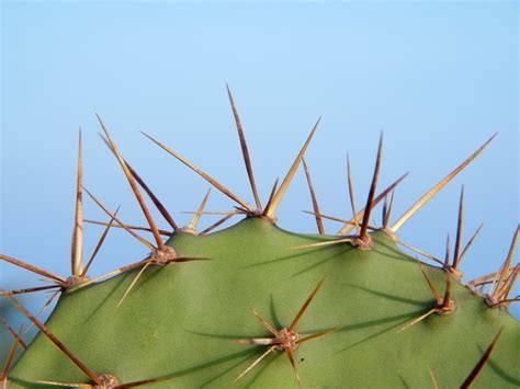 Also, make sure the container is filled with three do not cover up the part of your cactus with spines, but ensure you have enough material in place to keep your plant stable. close up cactus - Social Science Space