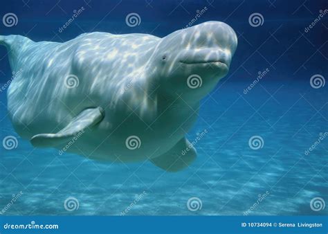 Beluga Whale Stock Photo 9725574