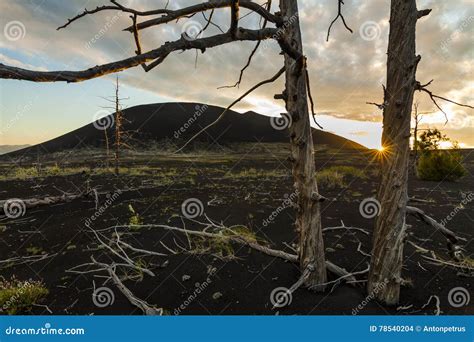 Lifeless Trees In The Dead Forest Stock Photo Image Of Catastrophe