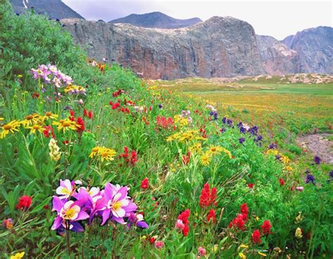 Wildflowers On The Weminuche Wilderness San Juan Mountains Colorado