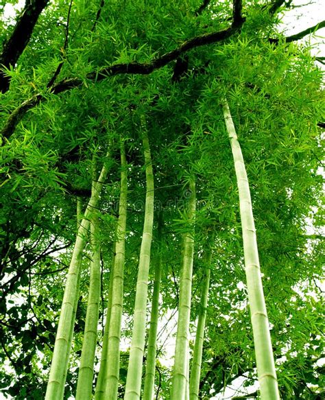 Bamboo Tree 3 Stock Photo Image Of Kyoto Shadow Nature 1083794