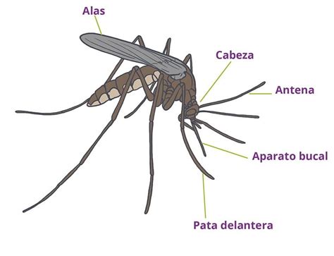 Mosquito Características Significado Hábitat Alimentación Y Más